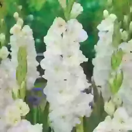 Ivory Perfection